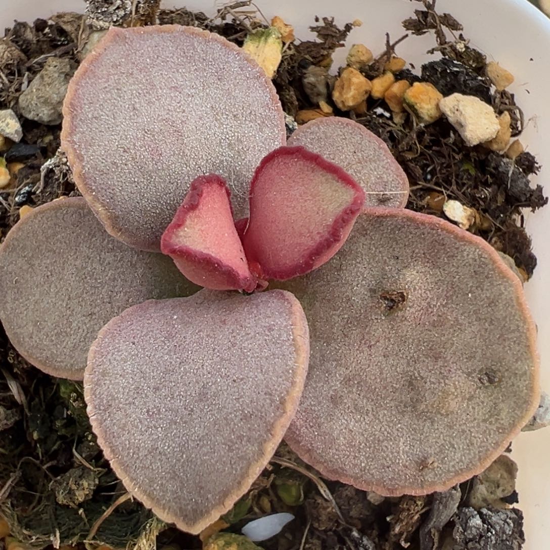 情人心单头纯木质桩多肉植物