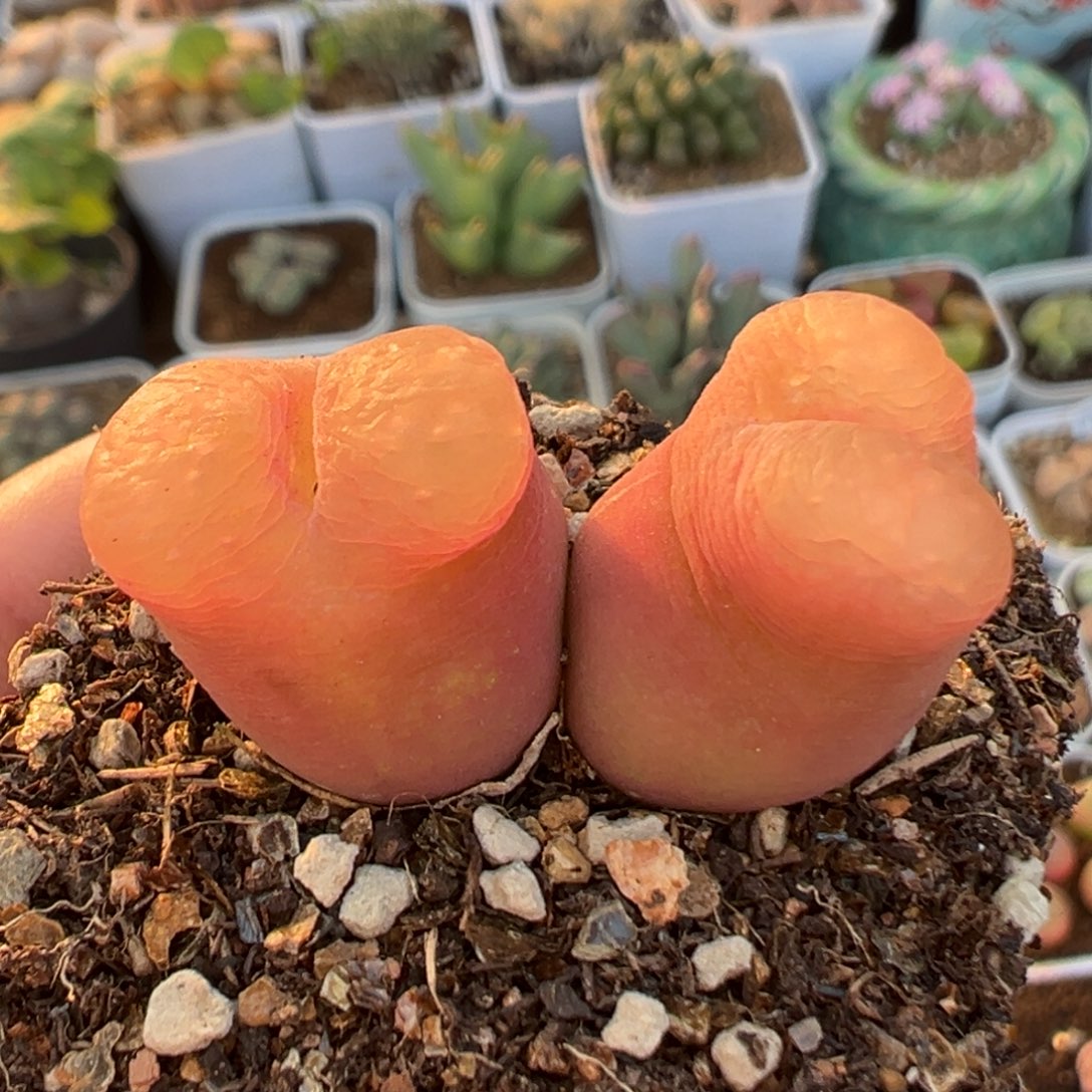 215多肉植物百科植物