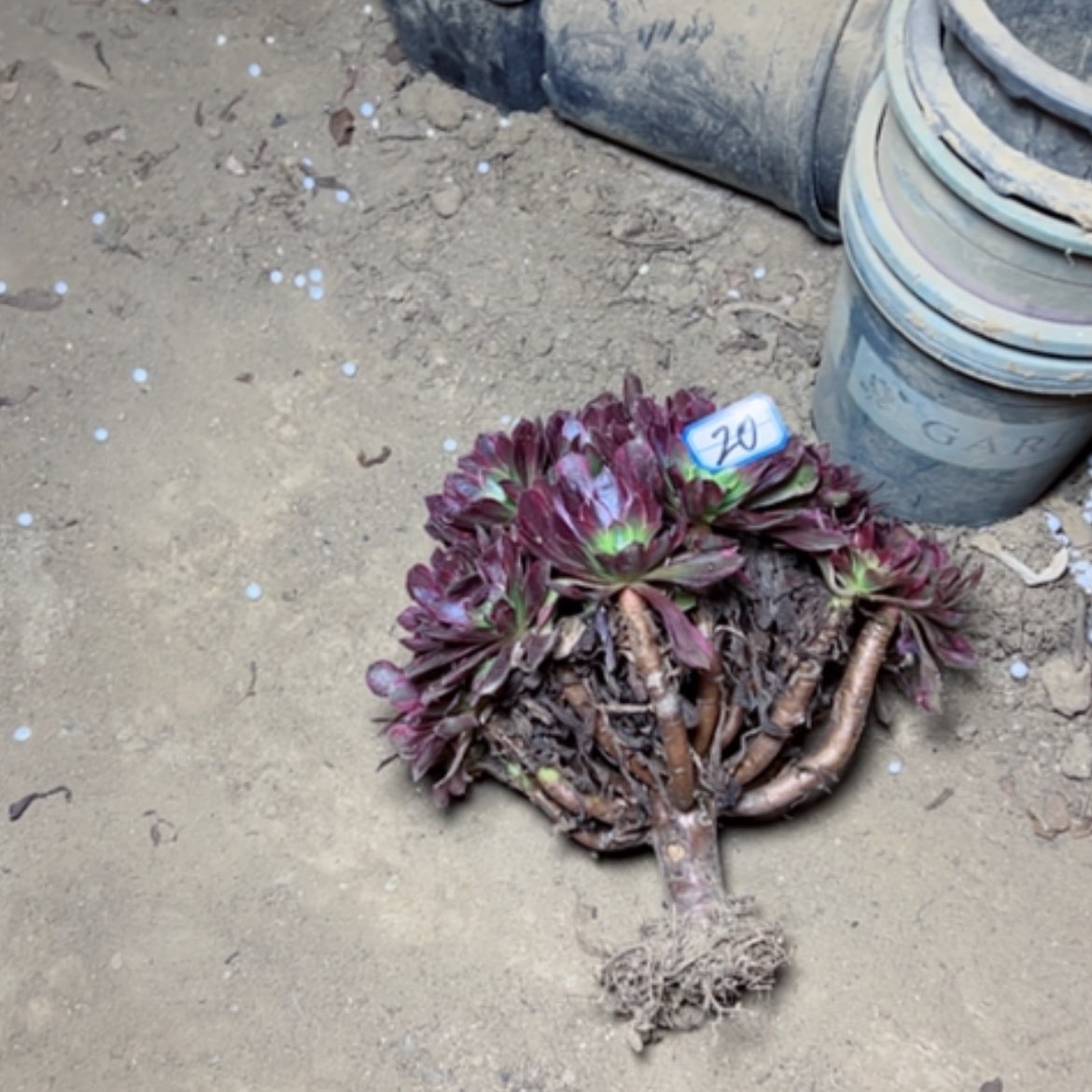 【闪购商品】凌***乱断枝不包20