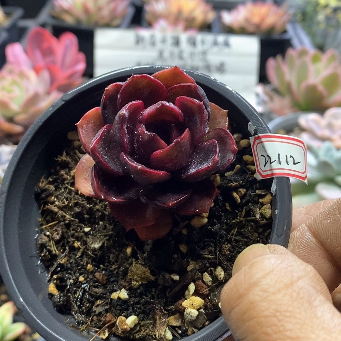 22112红灯多肉植物