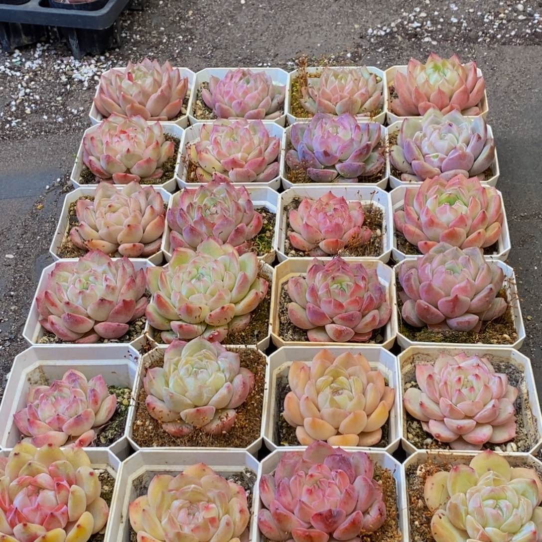 244的人都是这样吧