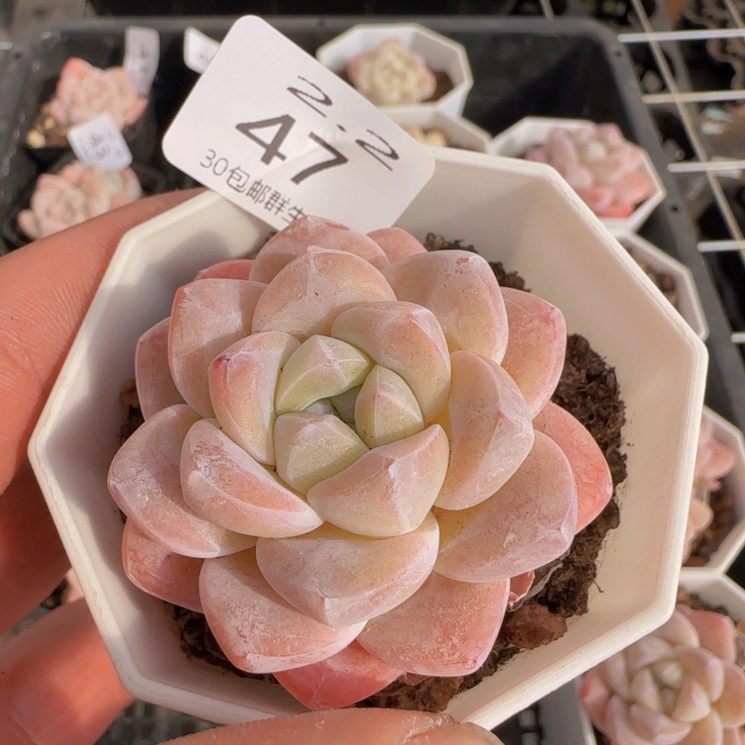 粉冰玉单头一颗脱土发货