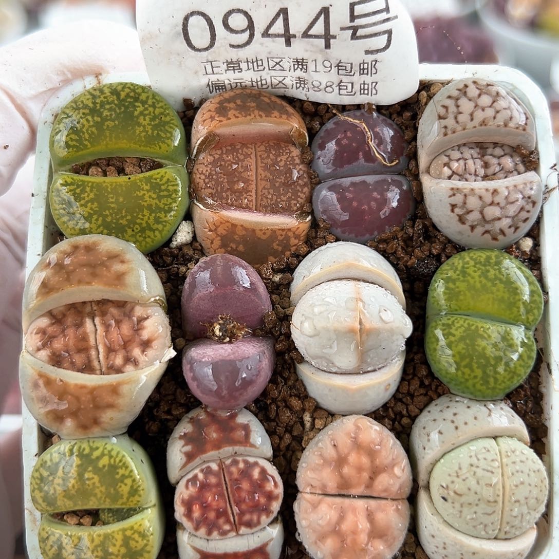 好养易活生石花大母本0944