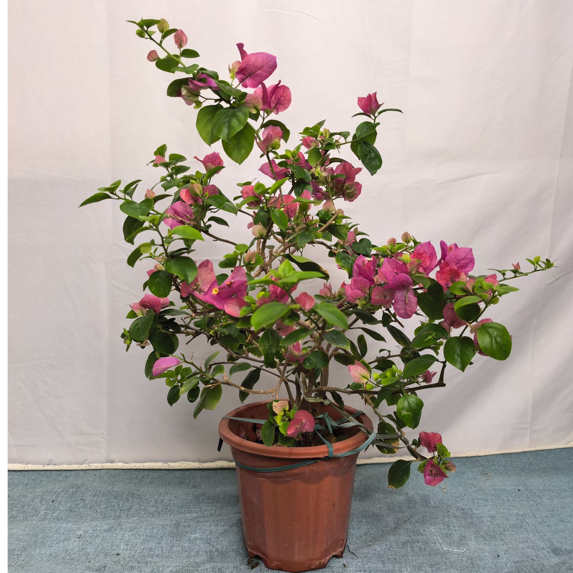 三角梅直播间一物一拍