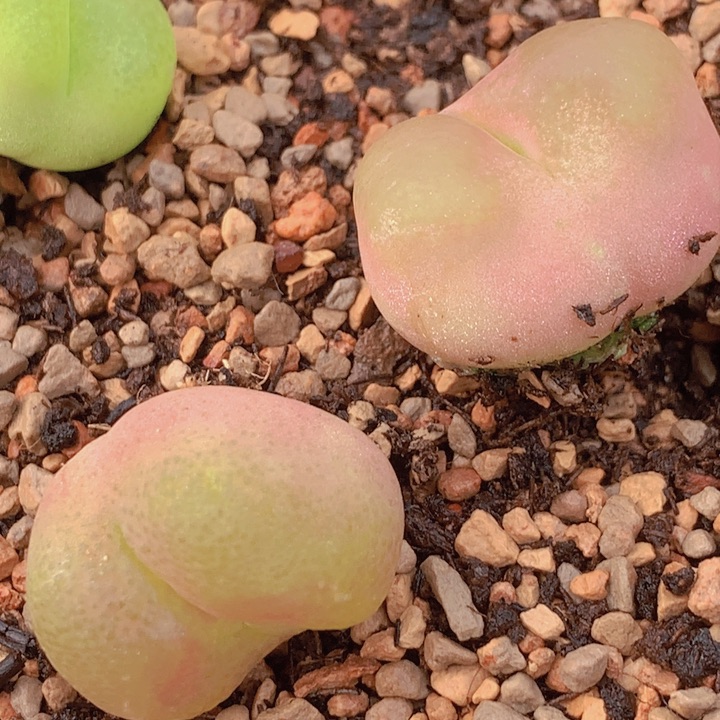 145586555566655555458556585468