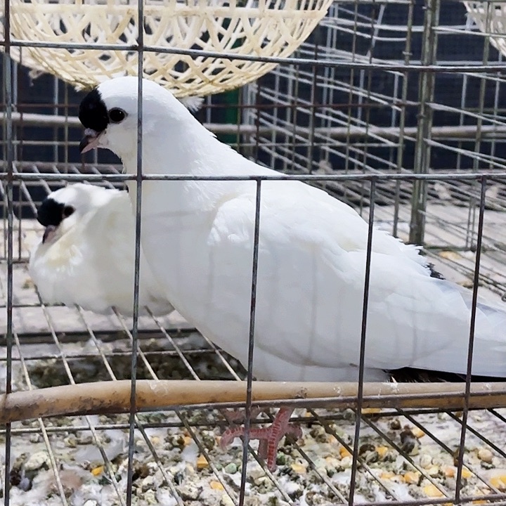 梦***寄15天中国大陆扬州点子