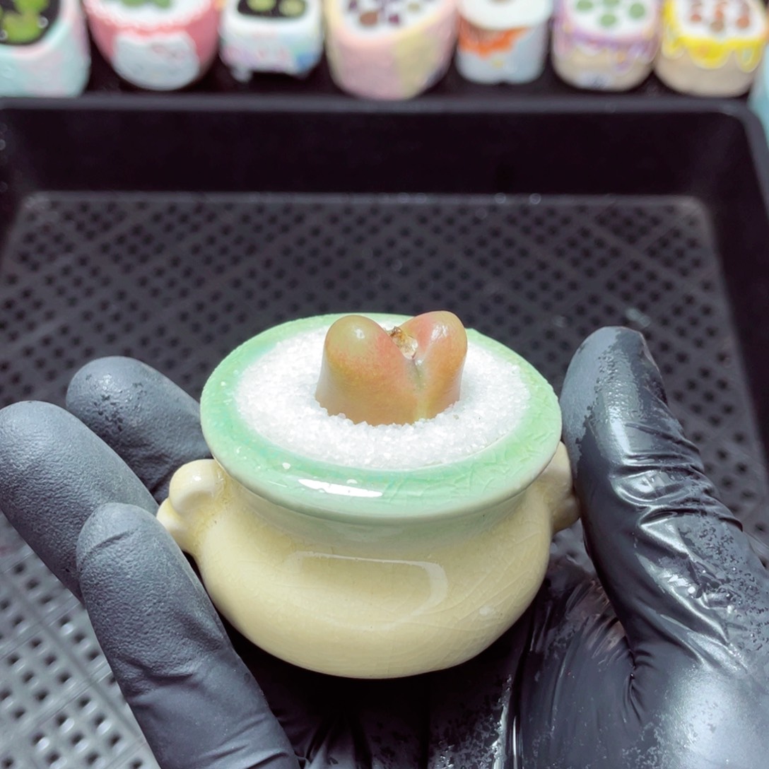 w3747-带盆土发货，零下地区拍保温箱