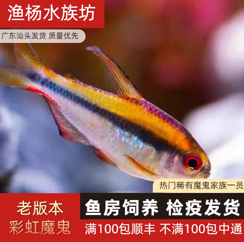 【渔扬水族】彩虹魔鬼热带观赏鱼灯科鱼