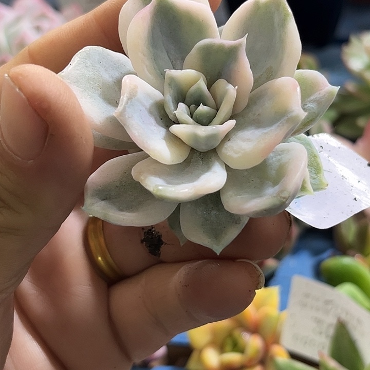 113丽娜锦炸多肉植物