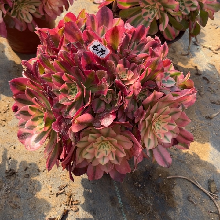 16-79香妃朵朵多肉植物