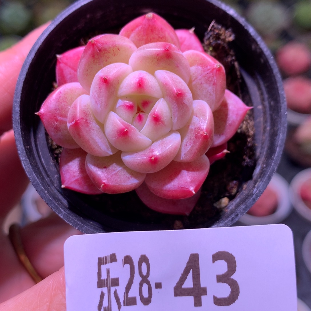 乐然28-43 新品单头 