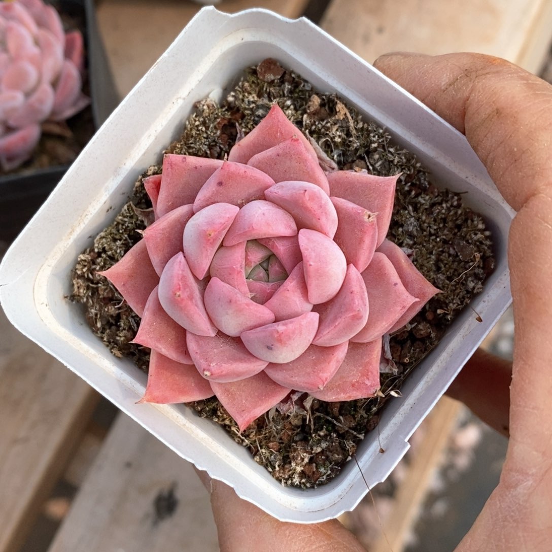 精品多肉一物一拍不包整193