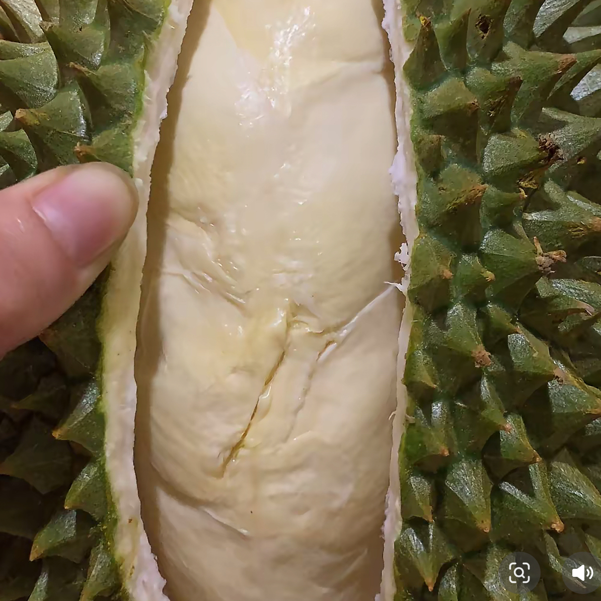 越南新鲜奶油猫榴莲35.8/斤，清甜丝滑，核小。黑刺马来西亚