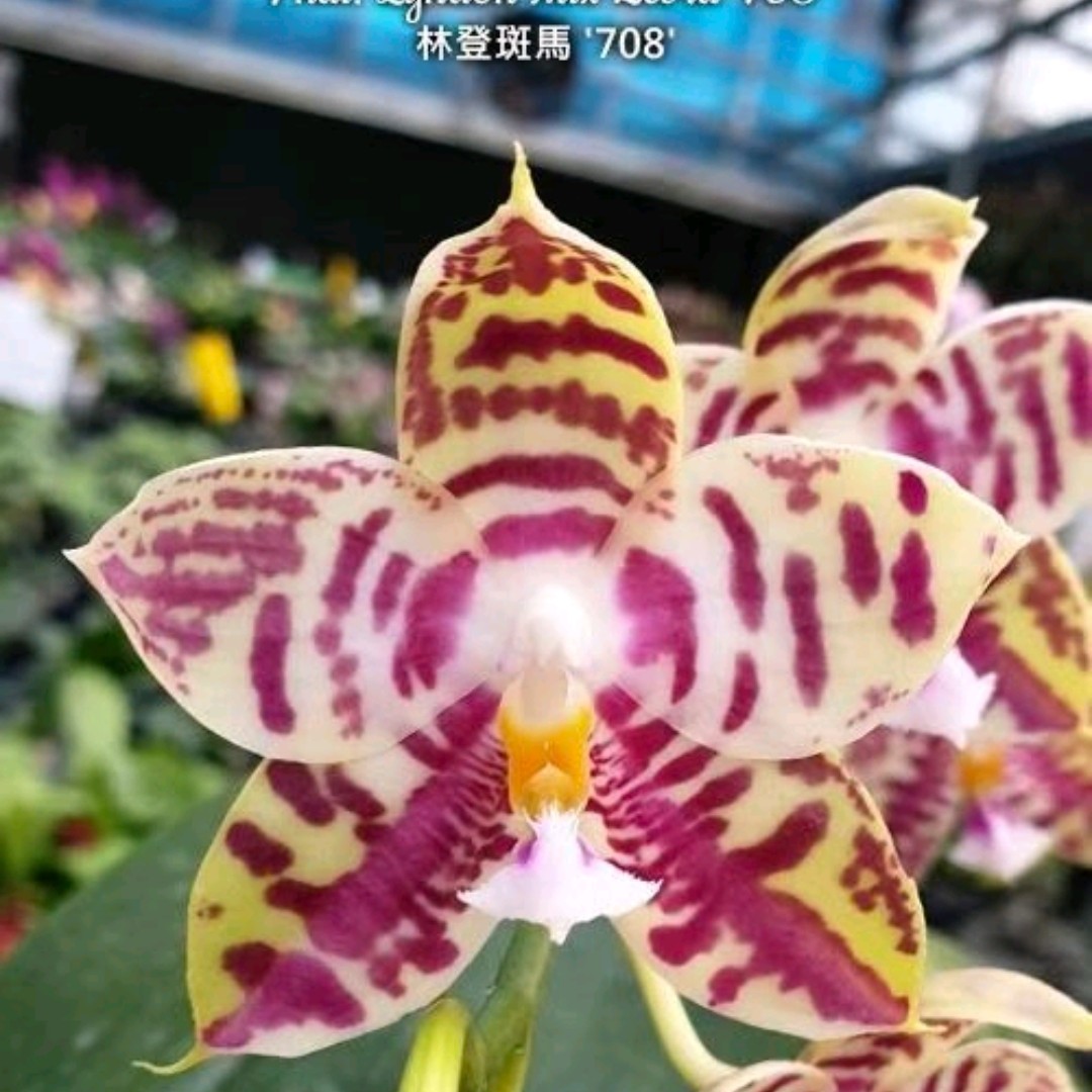 2.5寸 林登斑马708     苗