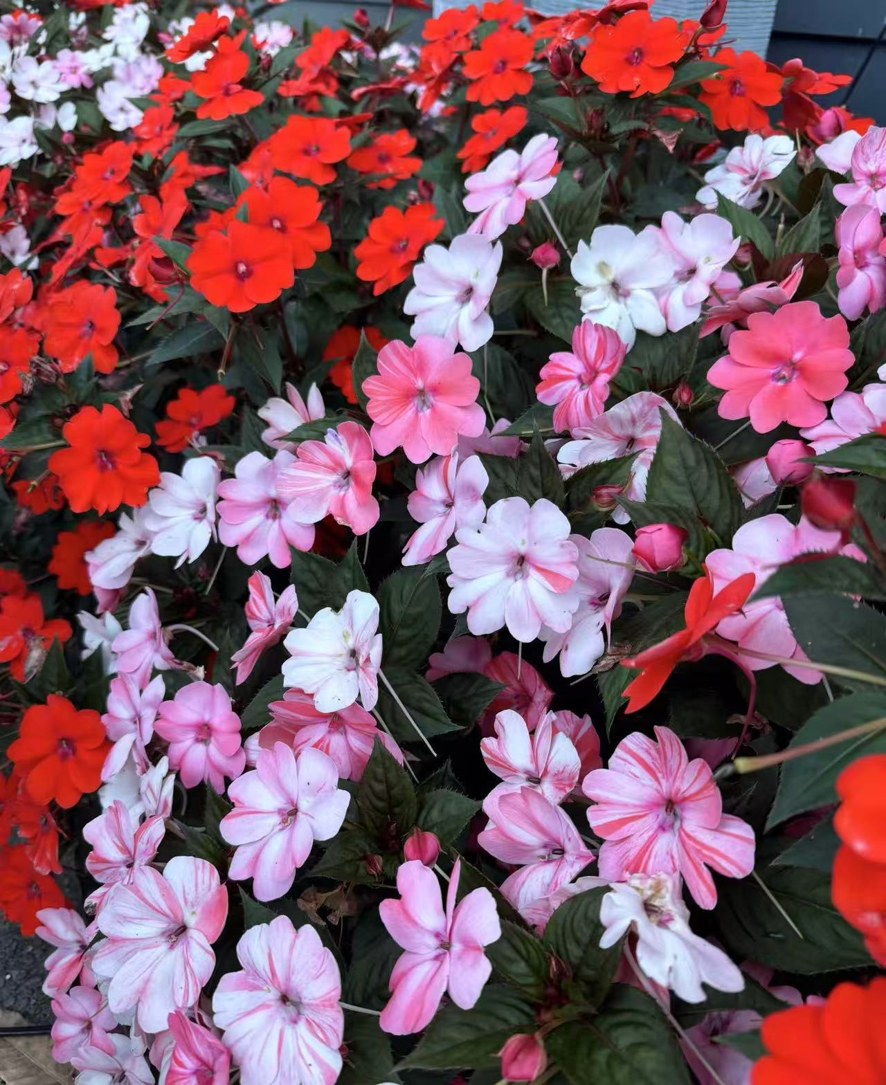 【新疆包邮】凤仙花花盆栽天天开带花苞四季开花绿植