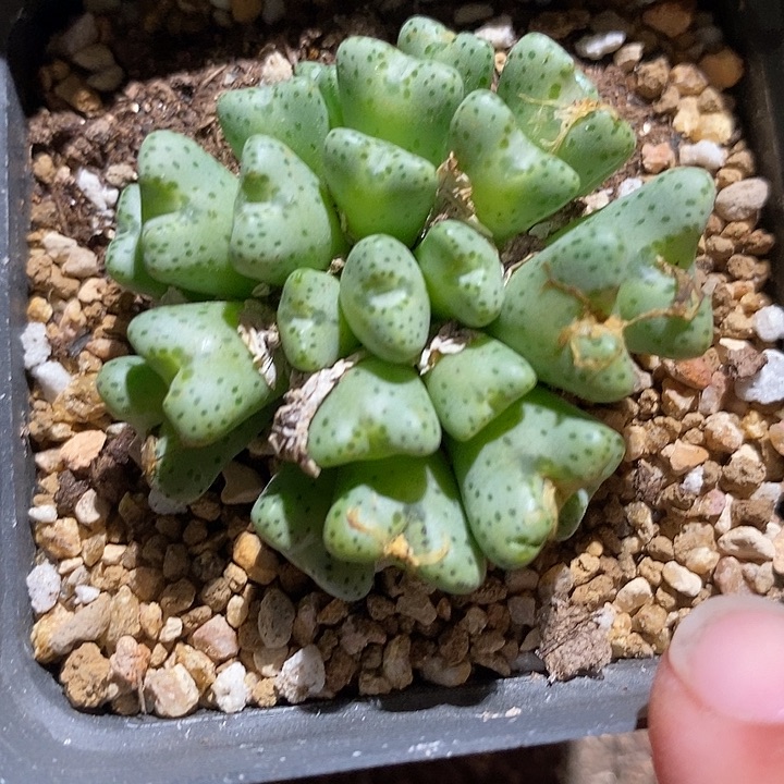 12504斑马群生一颗