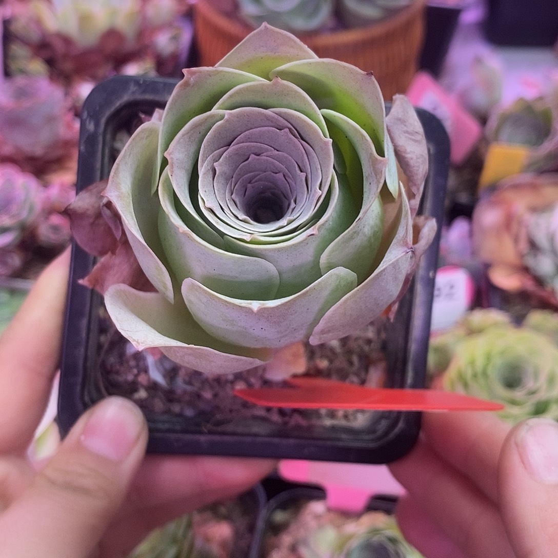 yjj408一物一拍玫瑰