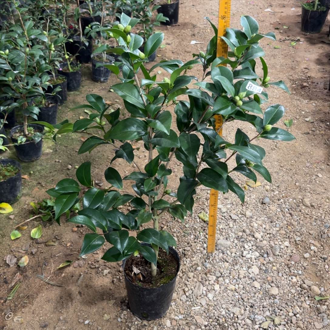 少量花朵（建议范围：2朵-5朵 或40%以下）884希利米切尔