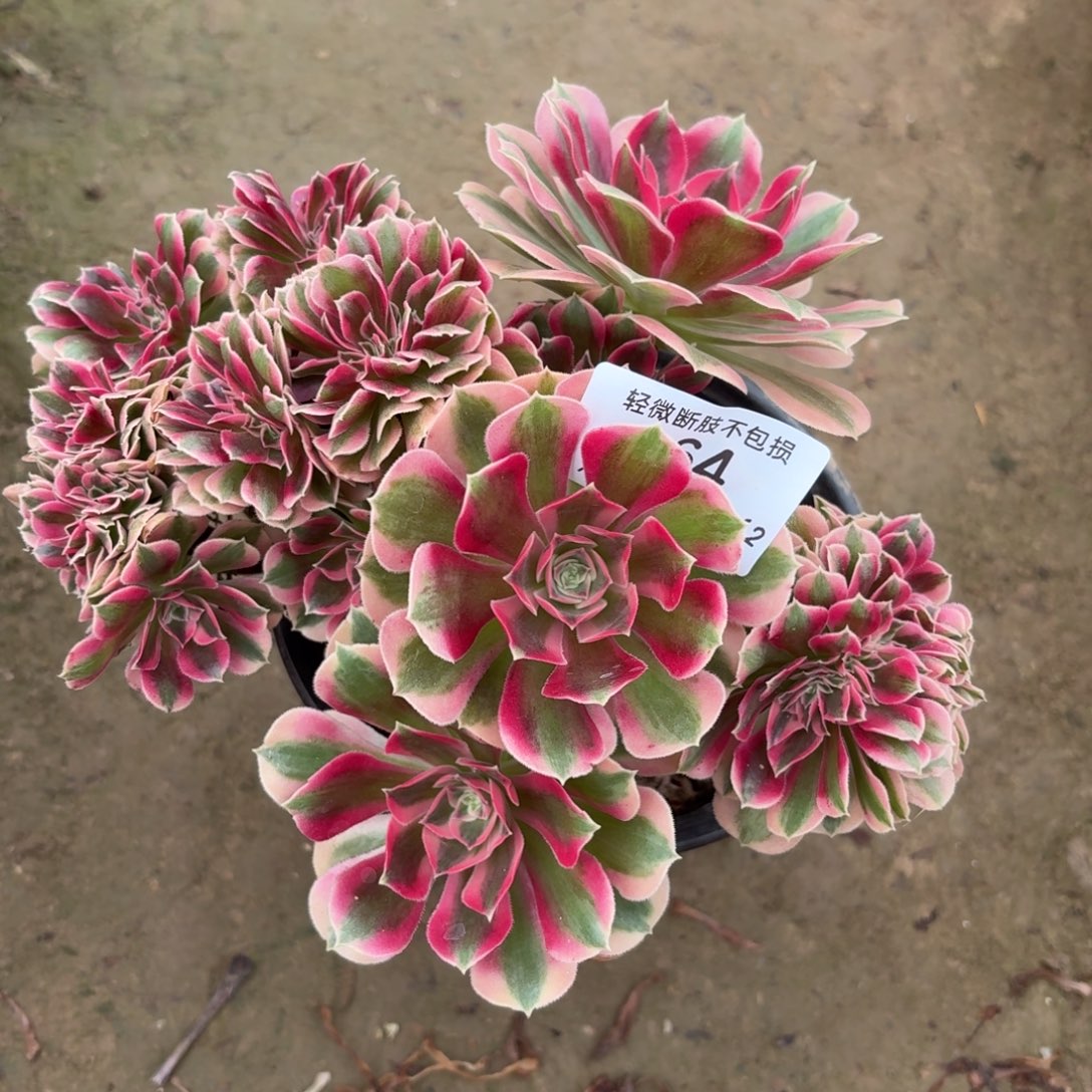 664粉女巫缀化多肉植物