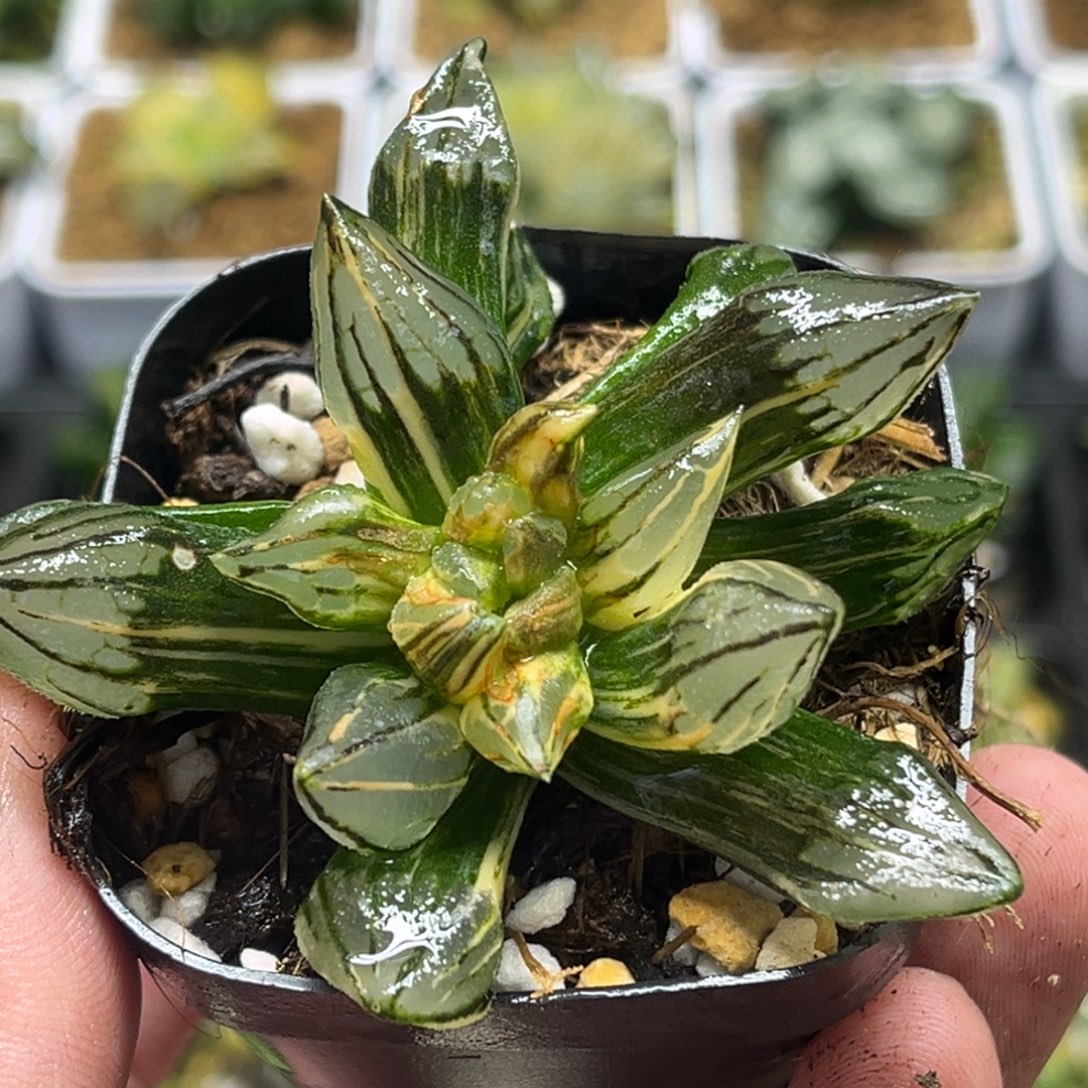 246西瓜寿锦（畸形叶，介意勿拍）