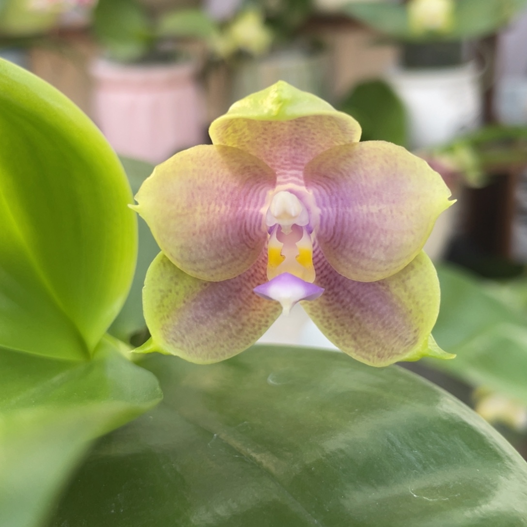 完全开放BTA216，3.5杯开花株