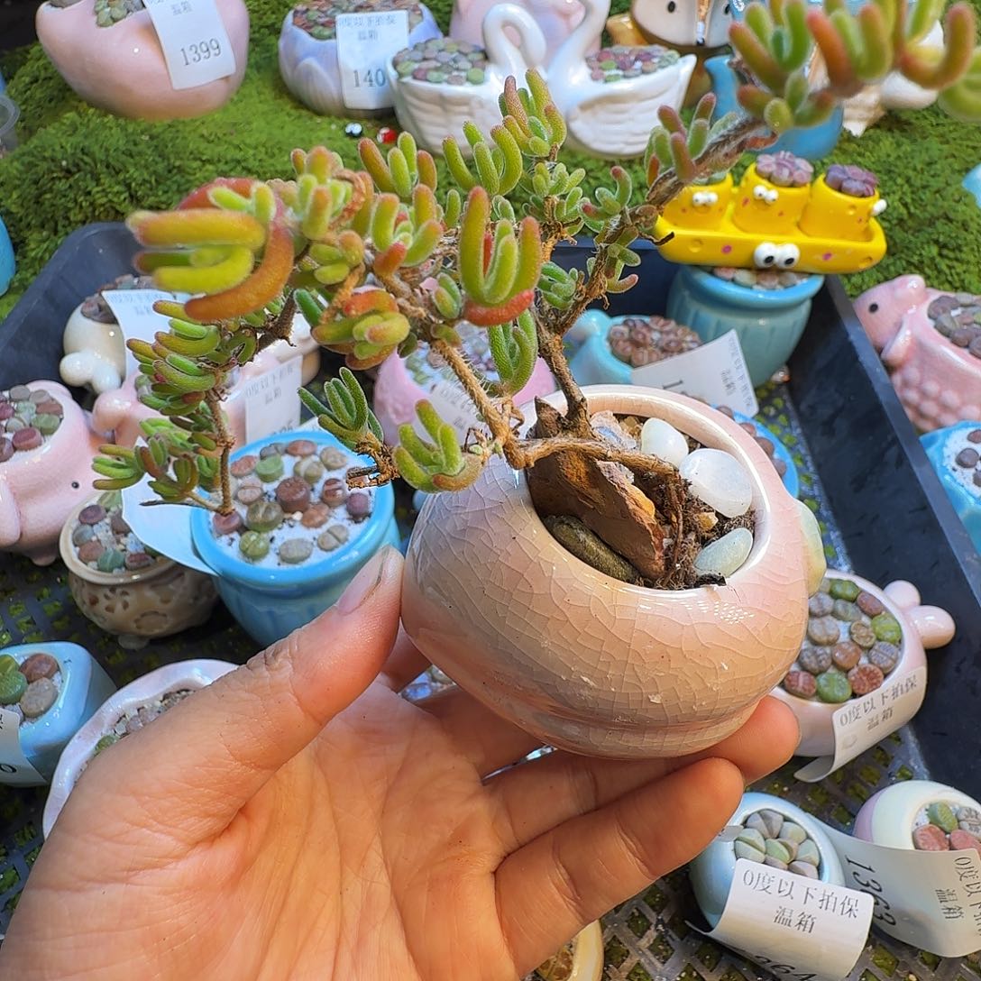 多肉植物福利冲1406