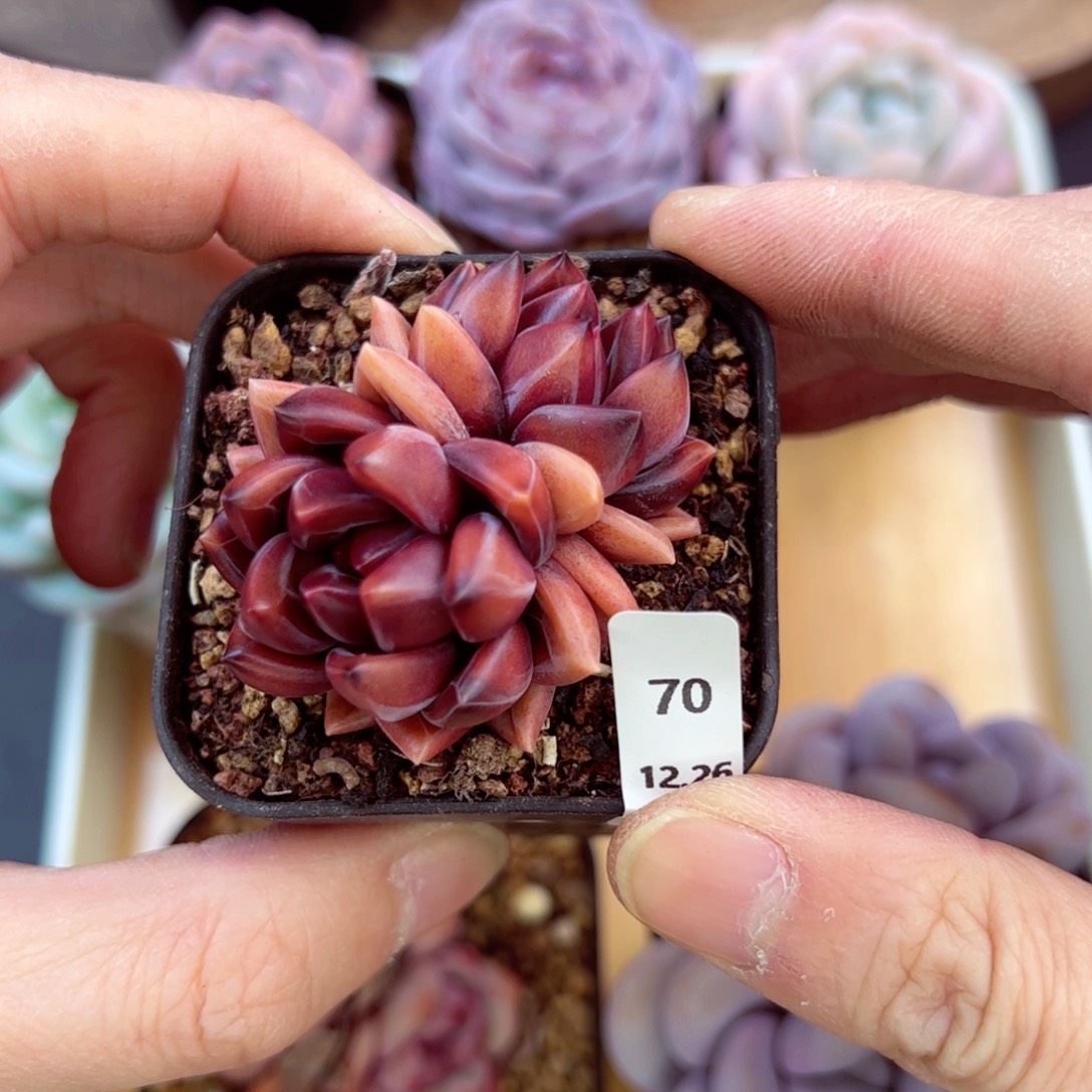 好好看70、哈哈哈哈