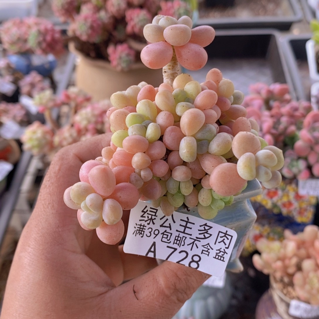 鱼子酱6cm728多肉植物