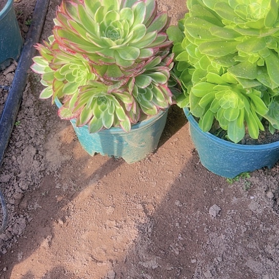 用****花海王，绿杨蓉组合包邮，