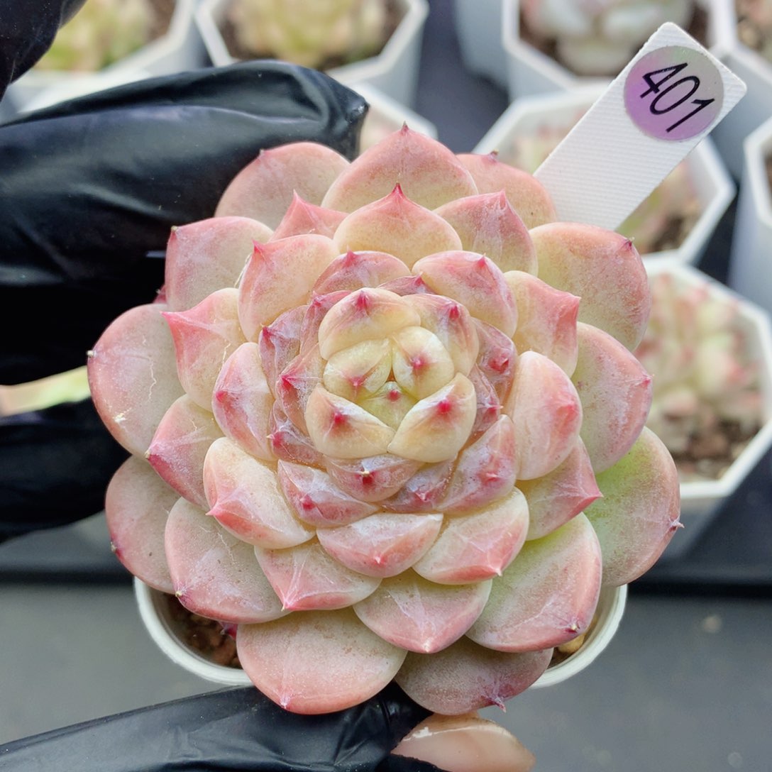 冰魄58包邮  群生不包整401