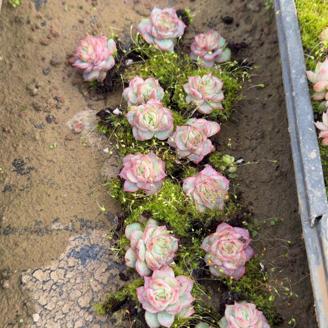 三号玫瑰一颗量拍28-26叶插区