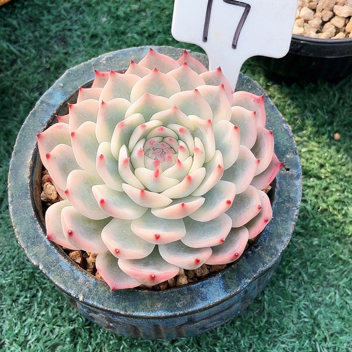 姓锦17号码牌子的话题了