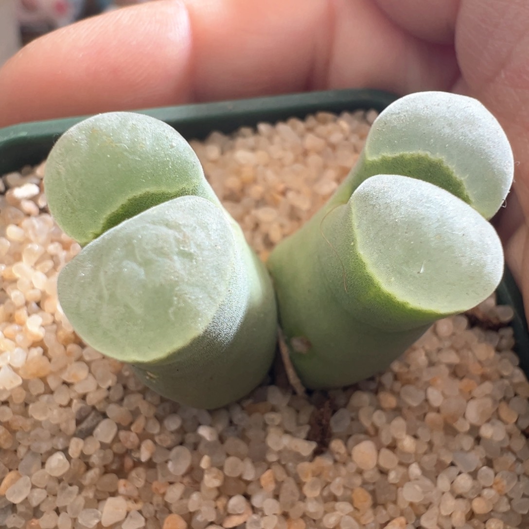 175。青蛙优选2151双头大母本