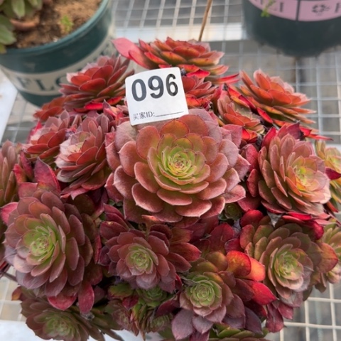 096红魔多肉23厘米左右