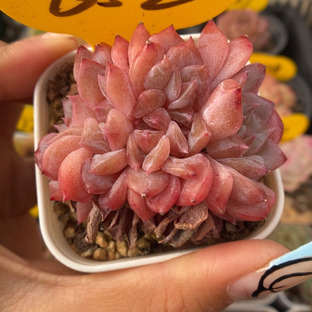 糖心琥珀缀化652号