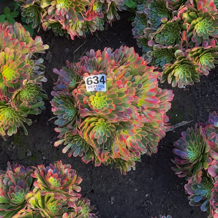 朝霞花27-38包邮花花
