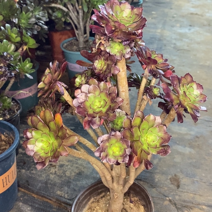 黑法多肉植物14。 