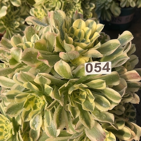 手***辰多肉植物一个