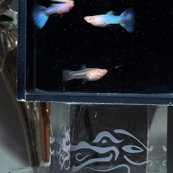孔雀鱼新家蓝白子亚成一对