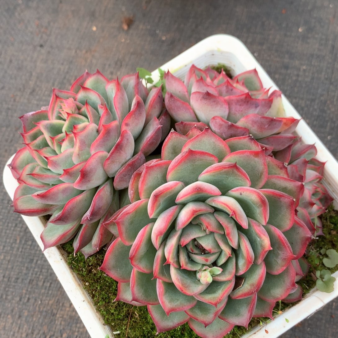 2606杂交多肉植物基地