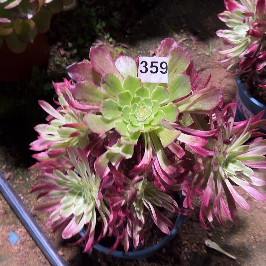 多肉植物仙墨359福利