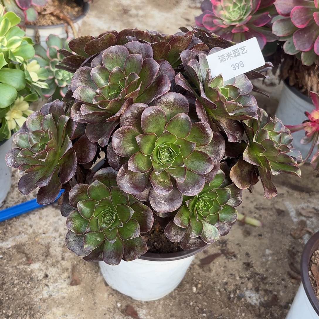 魅金绣球多肉植物398