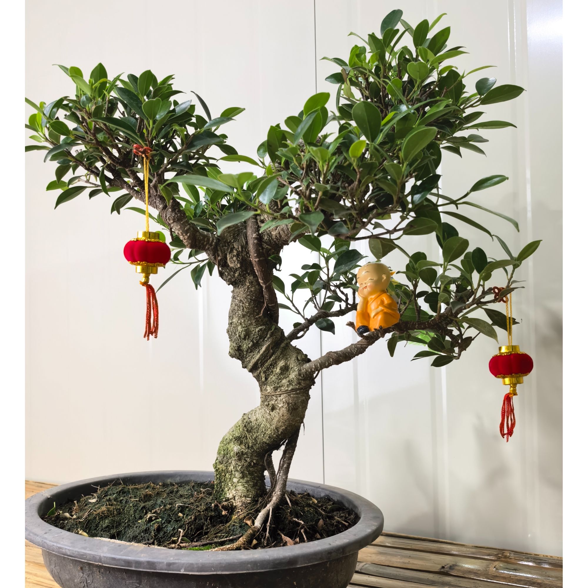 台湾虎皮榕花卉绿植盆栽居家中式小园林