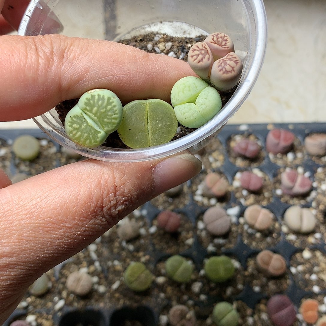 ?***琴E460多肉植物保护研究所