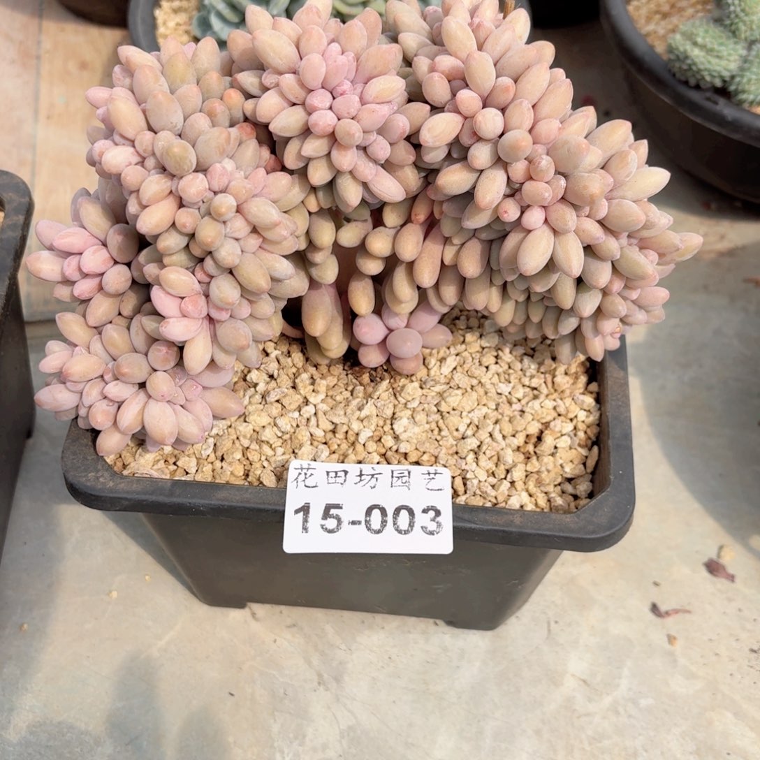 一***鸟15.003汤圆缀化一个