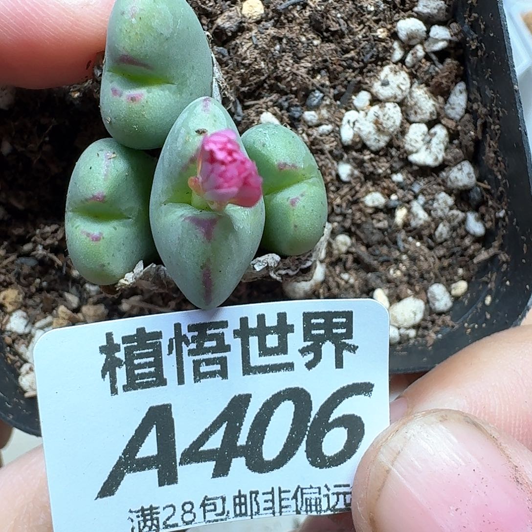 多肉植物的人生fhhn