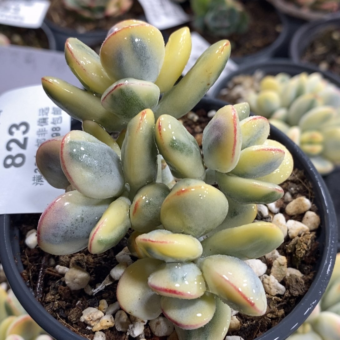 823福娘锦有砍群生