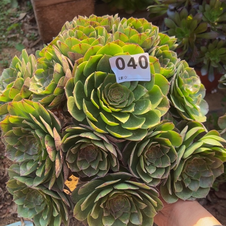 万拉丝多肉植物040