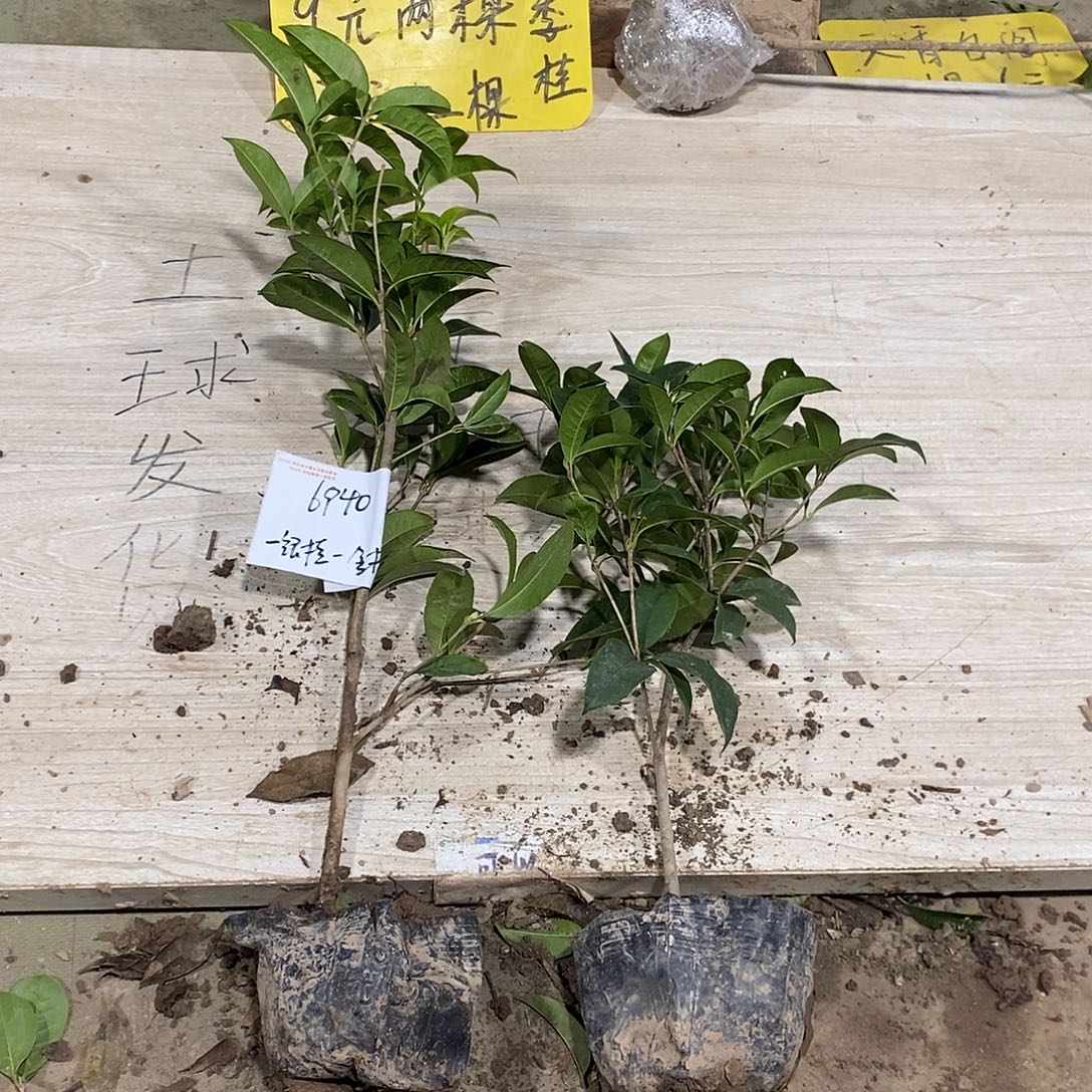 完全开放一物一拍的桂花