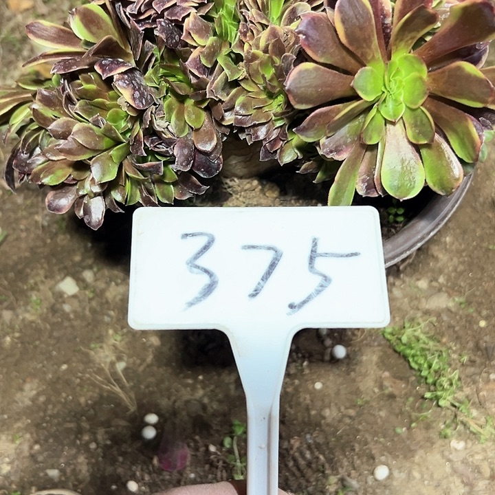 多肉植物欧嘉莉缀花